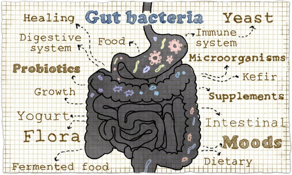 Darmflora aufbauen » Präbiotika und Probiotika für den Darm